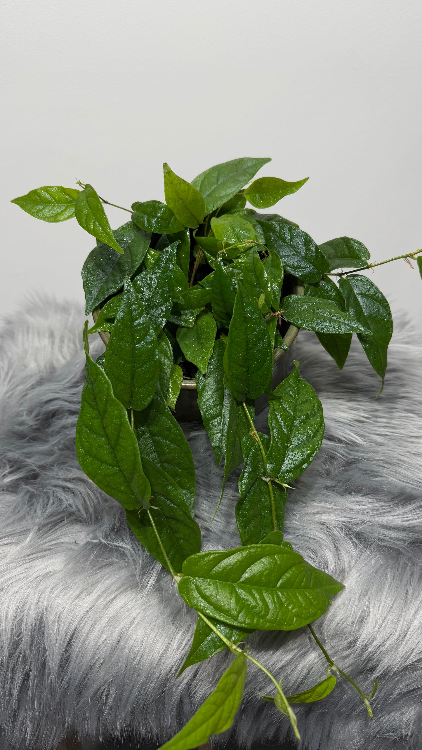 Ficus Sagitata Rooting Green