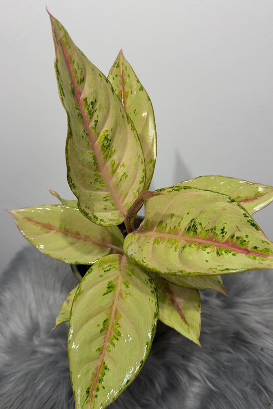 Aglaonema 12