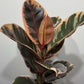 Ficus elastica Belize