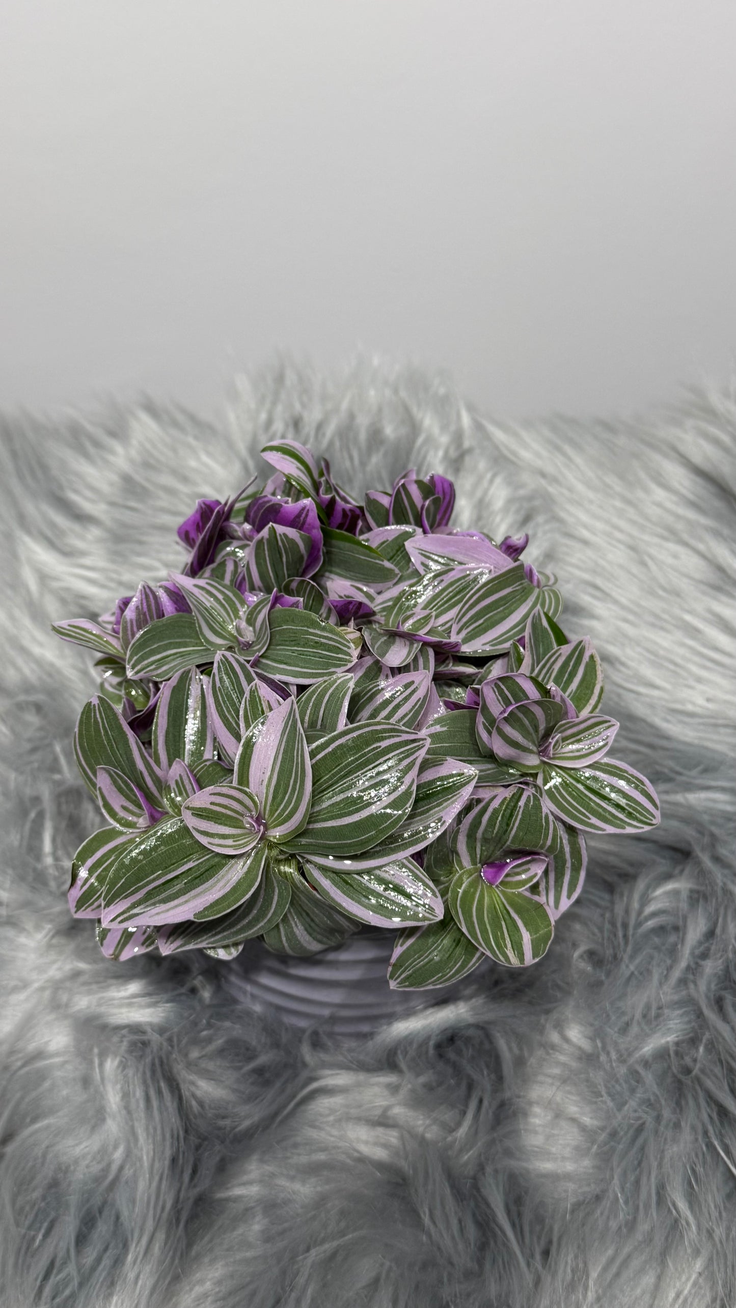 Tradescantia Sweetness