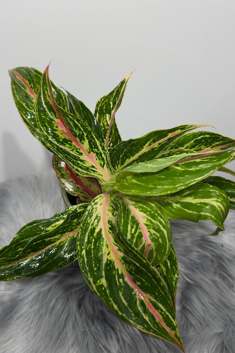 Aglaonema 9