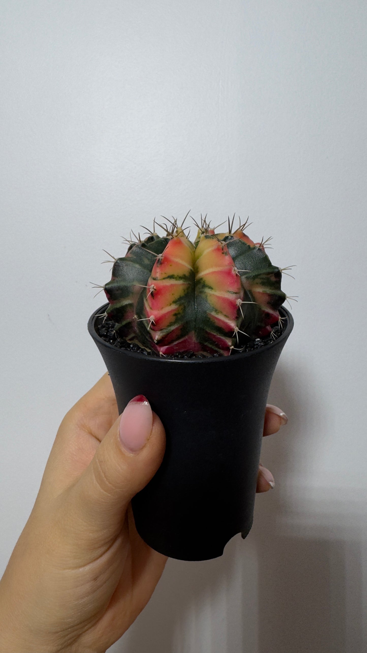 Gymnocalycium mihanovichii variegata