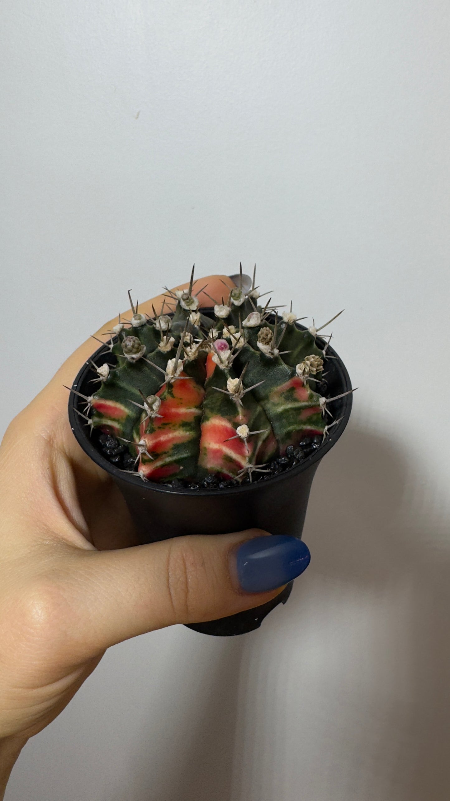 Gymnocalycium mihanovichii variegata