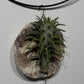 Air plant Tillandsia Air plant 5