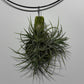 Gaisa augs Tillandsia Air plant 1 1