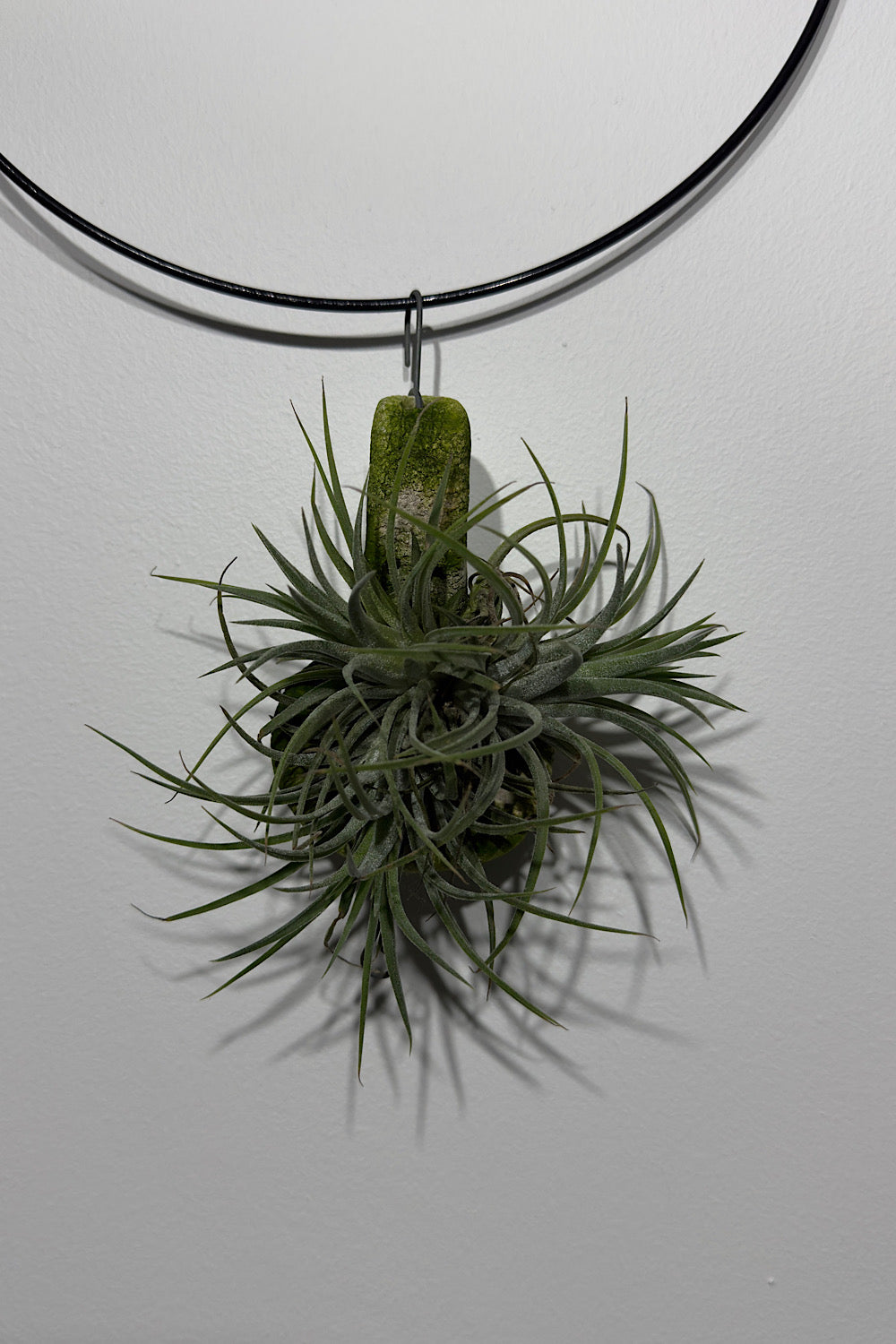 Gaisa augs Tillandsia Air plant 1 1