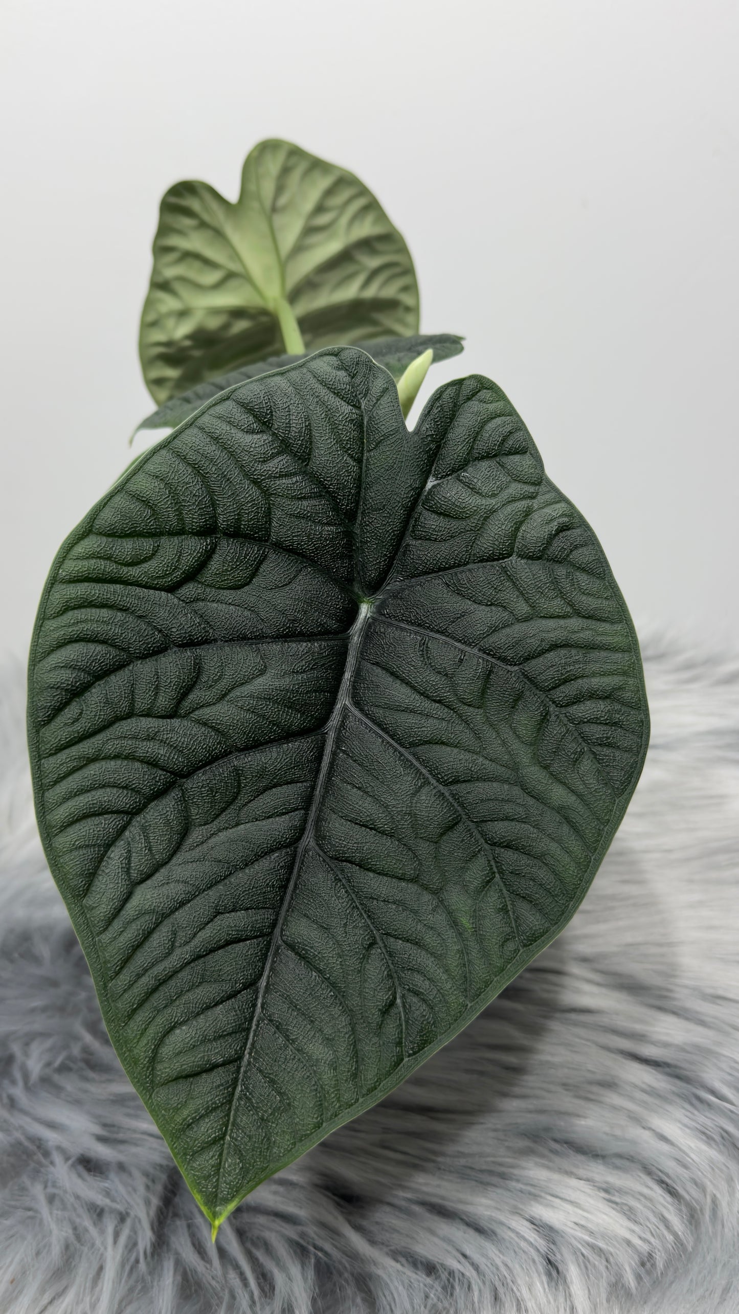 Alocasia Melo