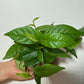 Ficus Sagitata Rooting Green