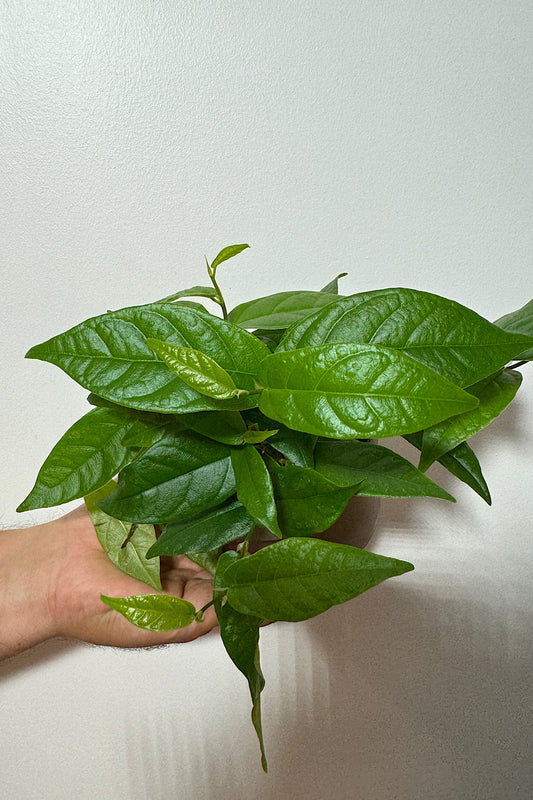 Ficus Sagitata Rooting Green