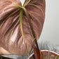 Philodendron verrucosum Choco Red