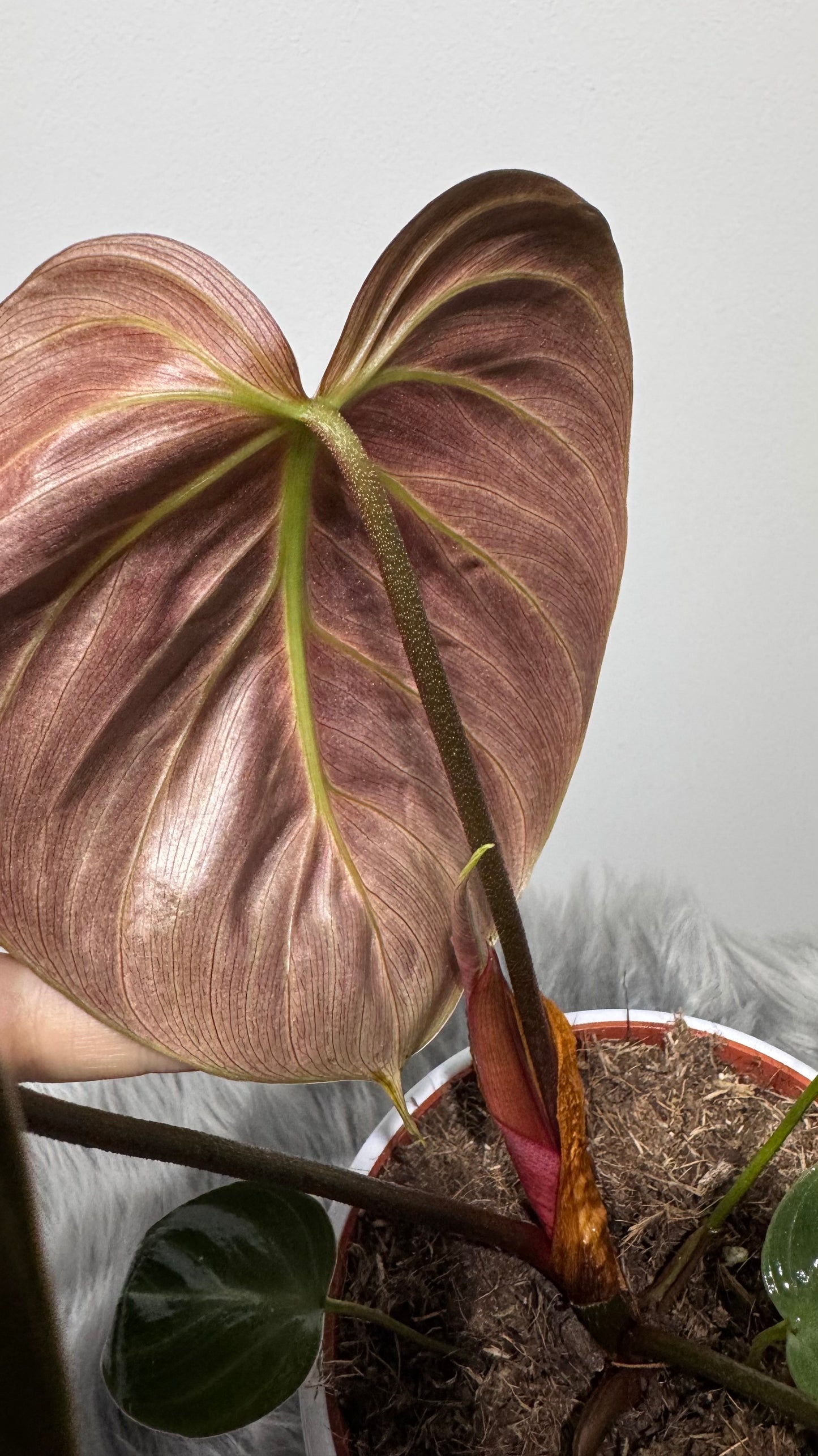 Philodendron verrucosum Choco Red