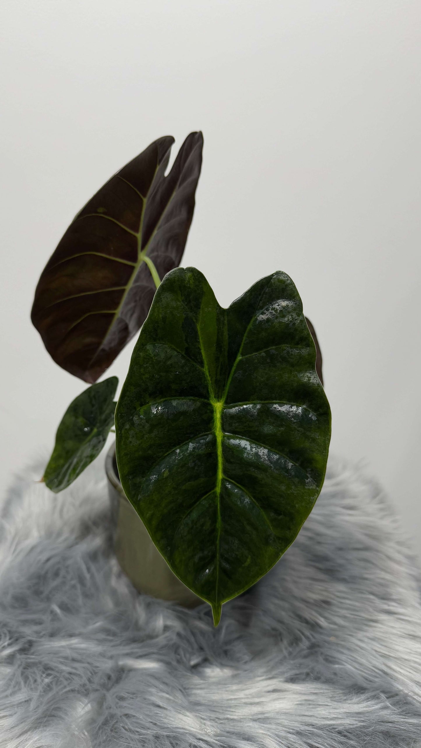 Alocasia Golden Bone