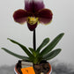 Paphiopedilum Orchid America 4