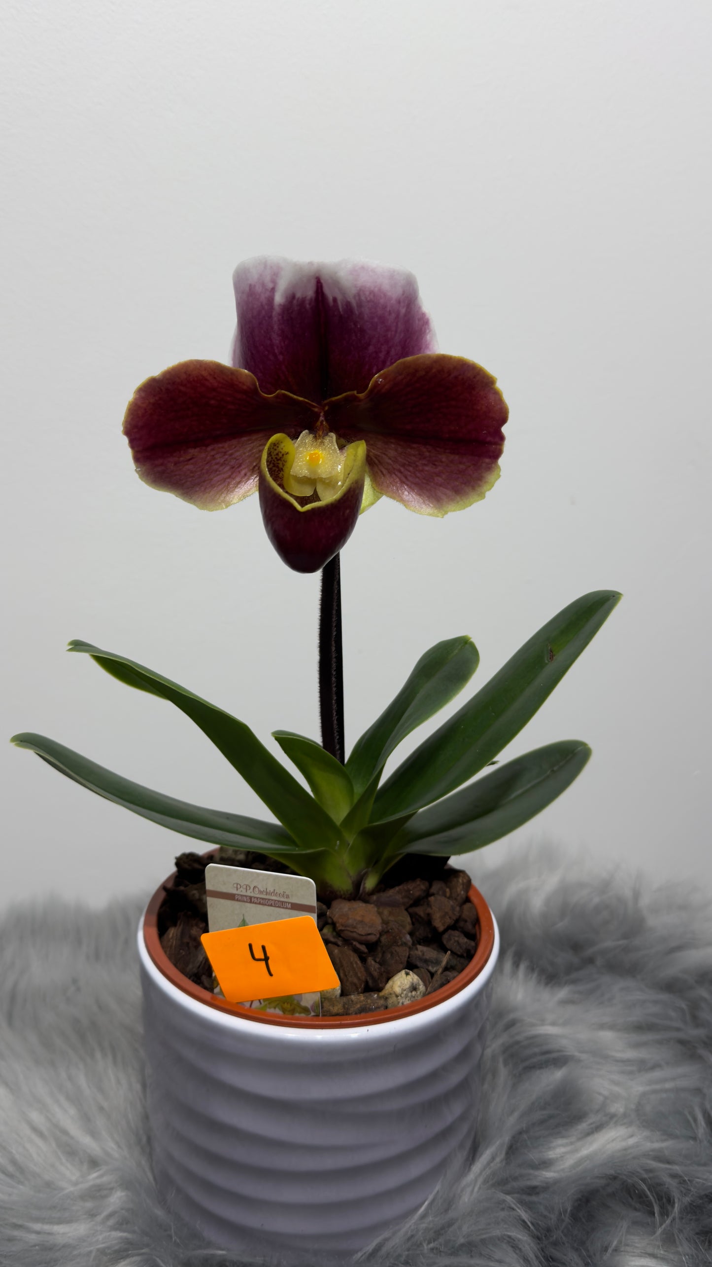 Paphiopedilum Orchid America 4