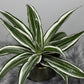 Dracaena White Jewel