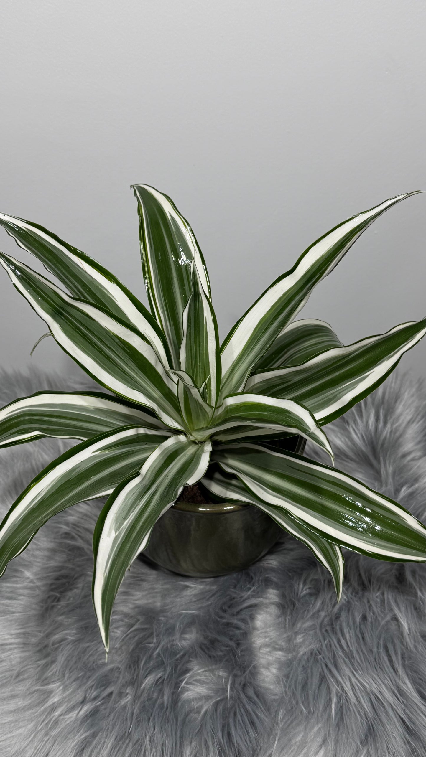 Dracaena White Jewel