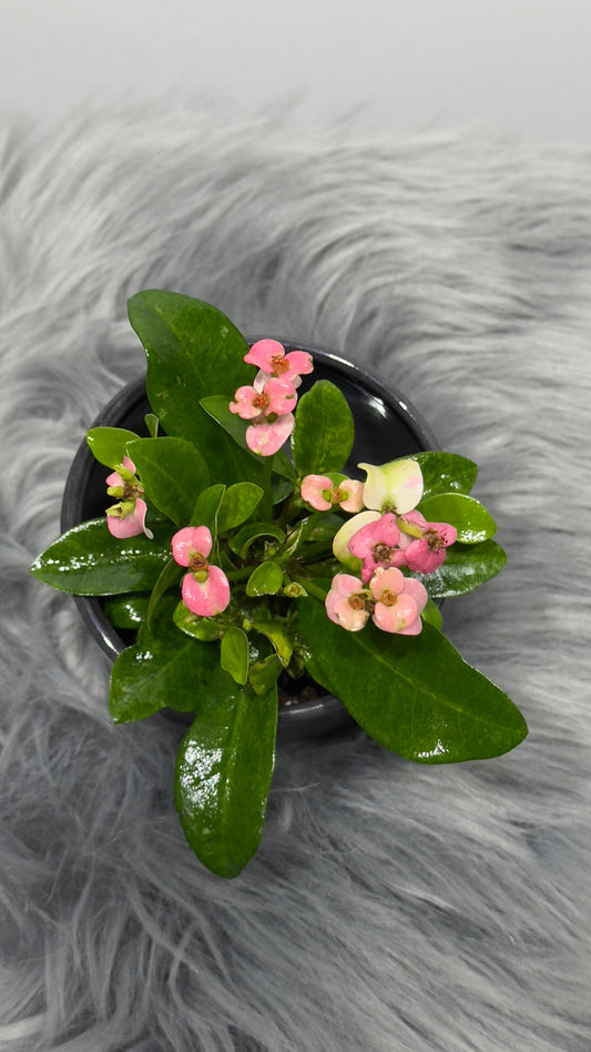 Euphorbia Milii Roosa