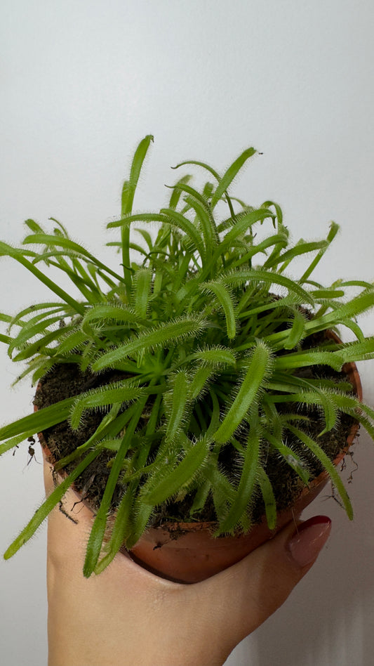 Mušķērājs Drosera