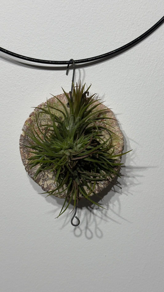 Gaisa augs Tillandsia Air plant 12