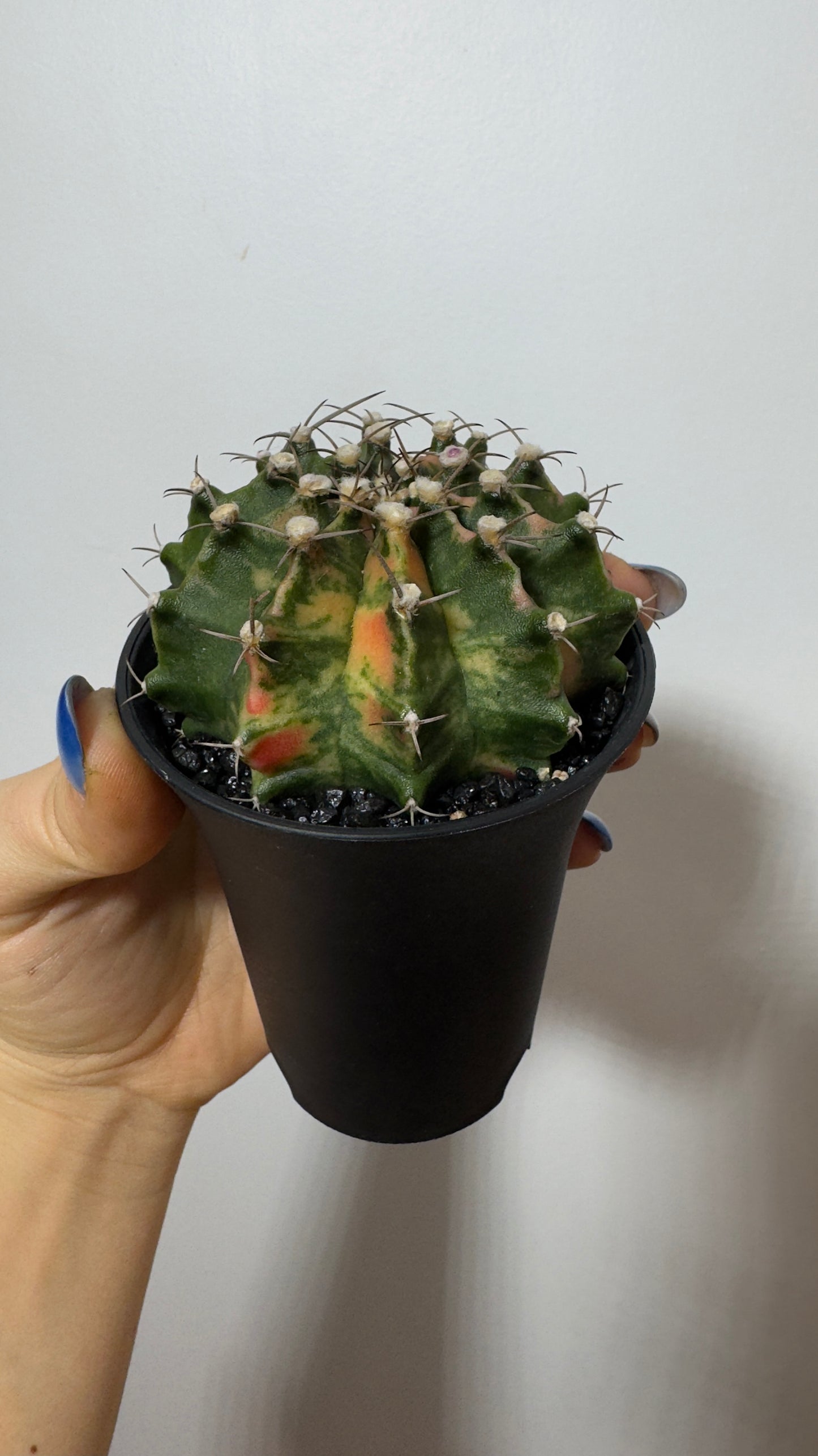 Gymnocalycium mihanovichii variegata