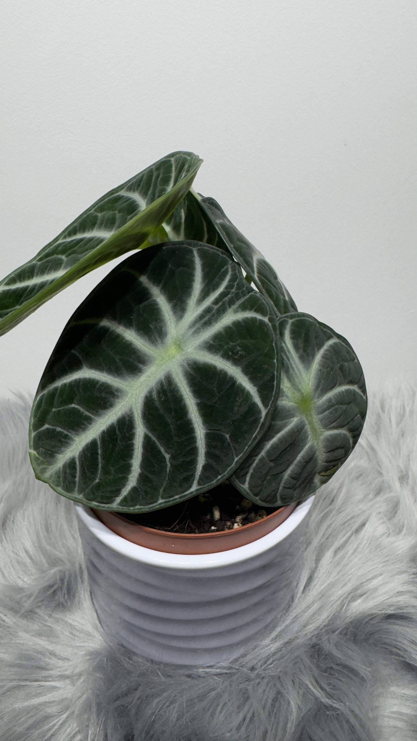 Alocasia Ninja