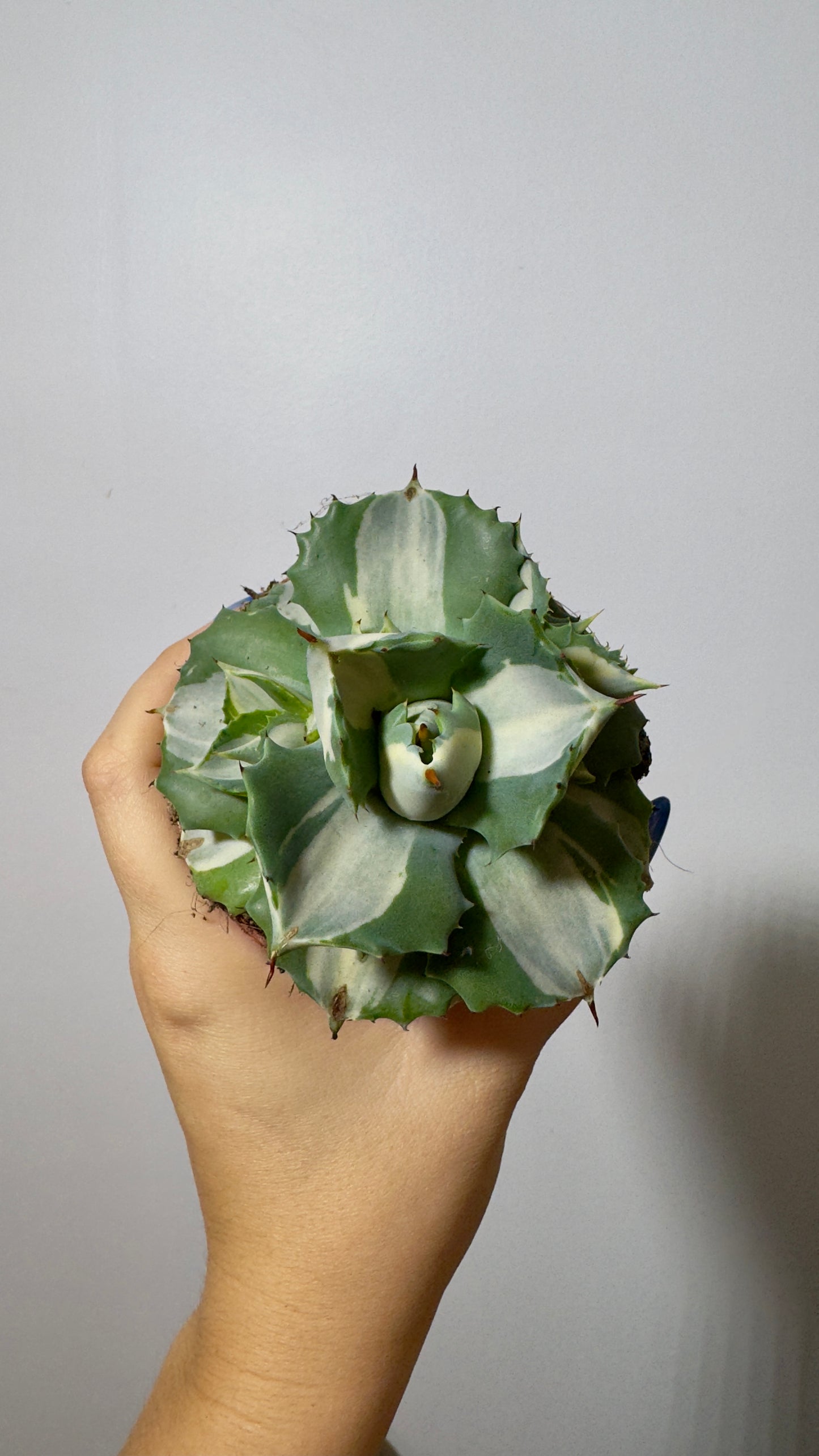 Agave Potatorum Ouhi-raijin Variegata