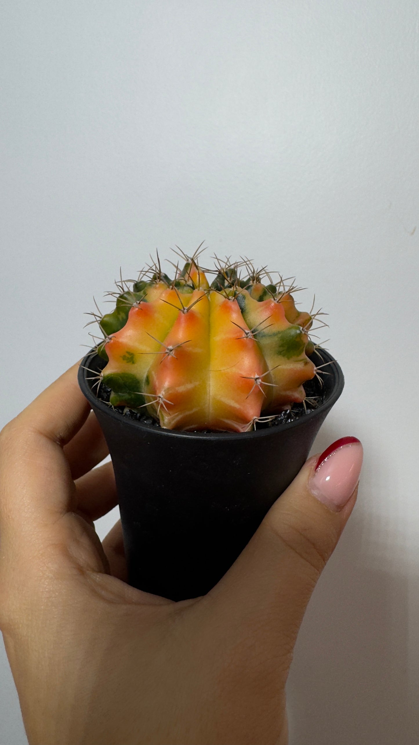 Gymnocalycium mihanovichii variegata