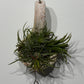 Gaisa augs Tillandsia Air plant 3