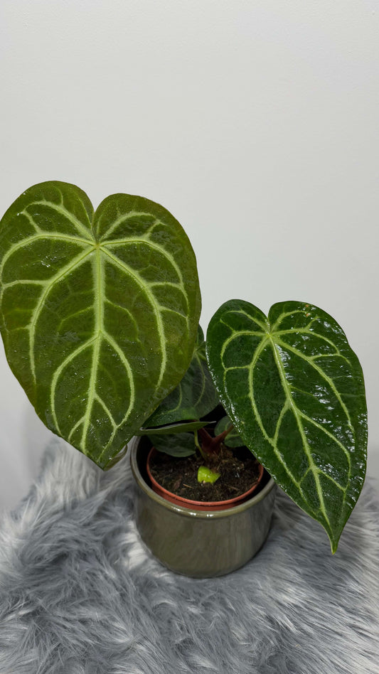 Anthurium magnificum