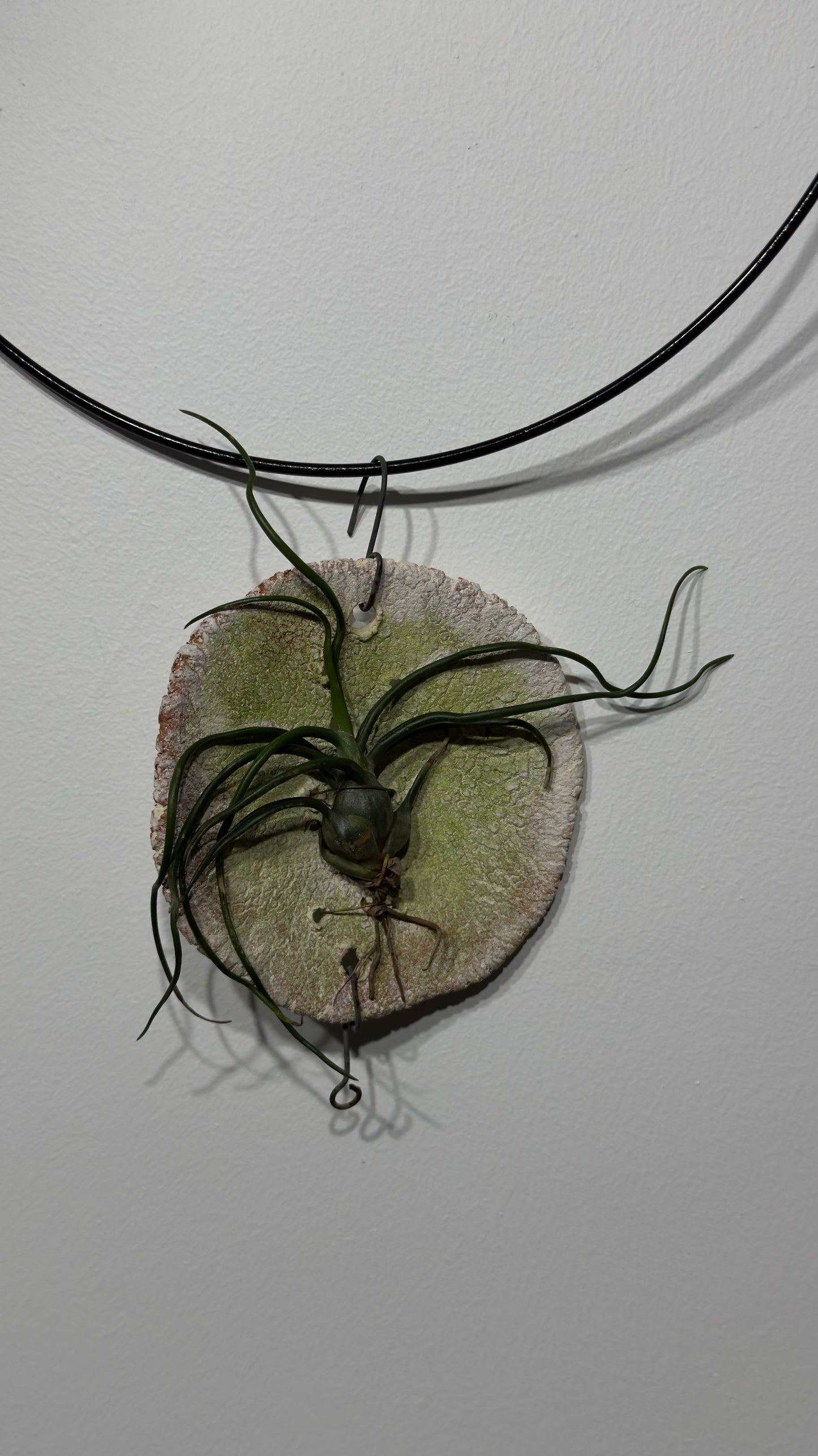 Õhutehas Tillandsia Õhutehas 9