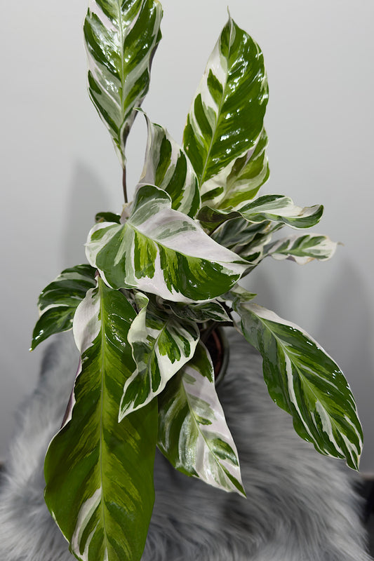 Calathea Fusion White