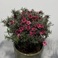 Leptospermum Scoparium