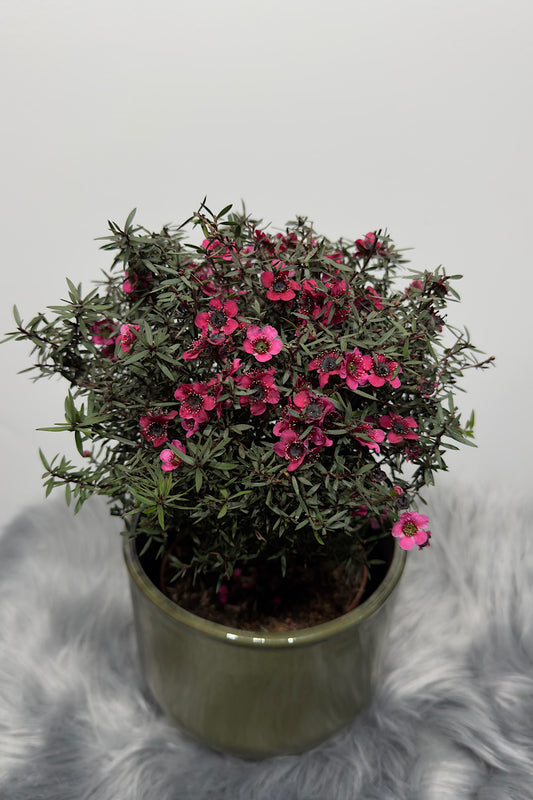 Leptospermum Scoparium