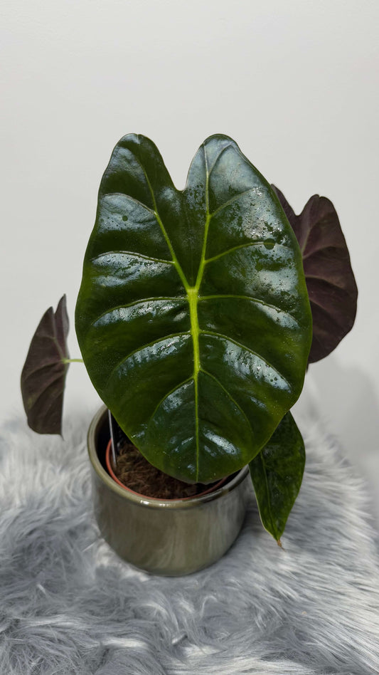 Alocasia Golden Bone