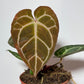 Anthurium crystallinum