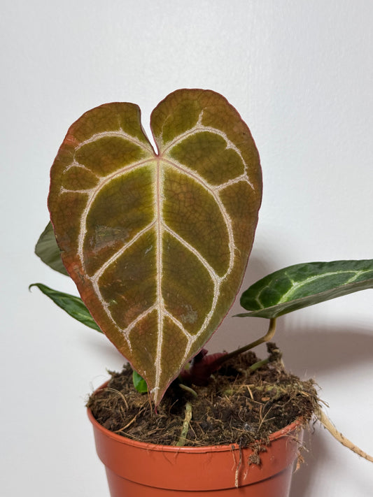 Anthurium crystallinum