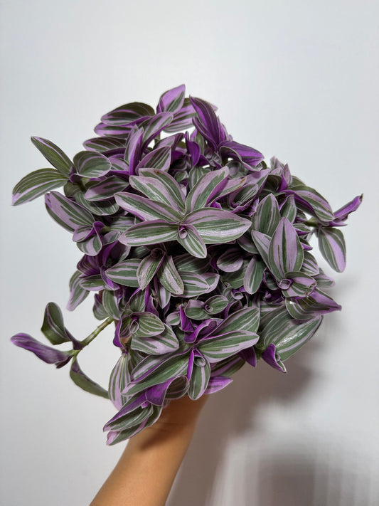 Tradescantia Sweetness