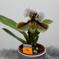 Paphiopedilum Orchid America 3