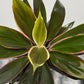 Cordyline 5