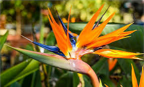 Strelitzia Reginae