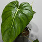 Philodendron Pastazanum