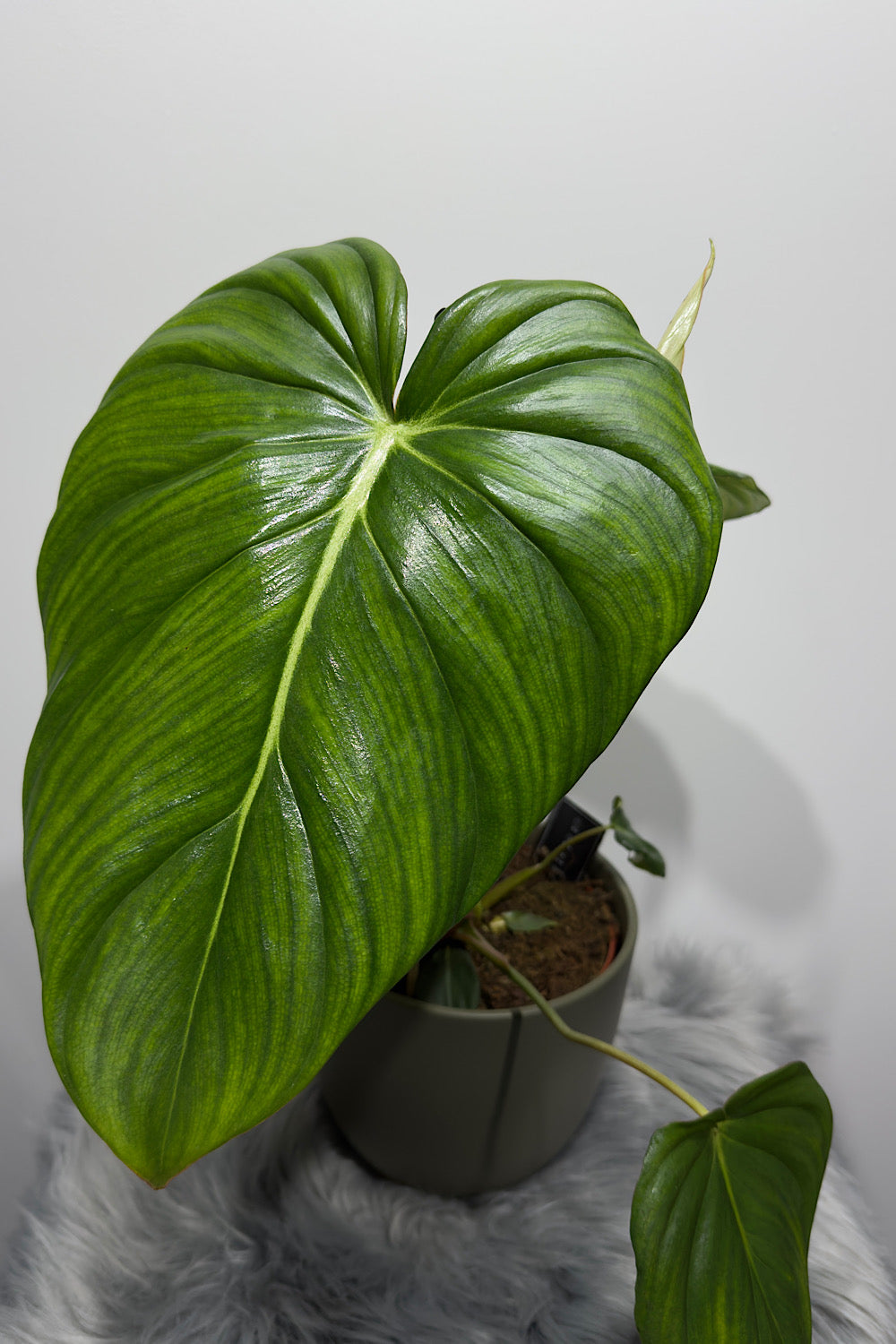 Philodendron Pastazanum