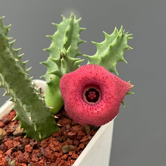 Huernia Confusa Roosa Silm