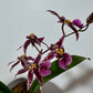 Orhidee Oncidium LÕHN