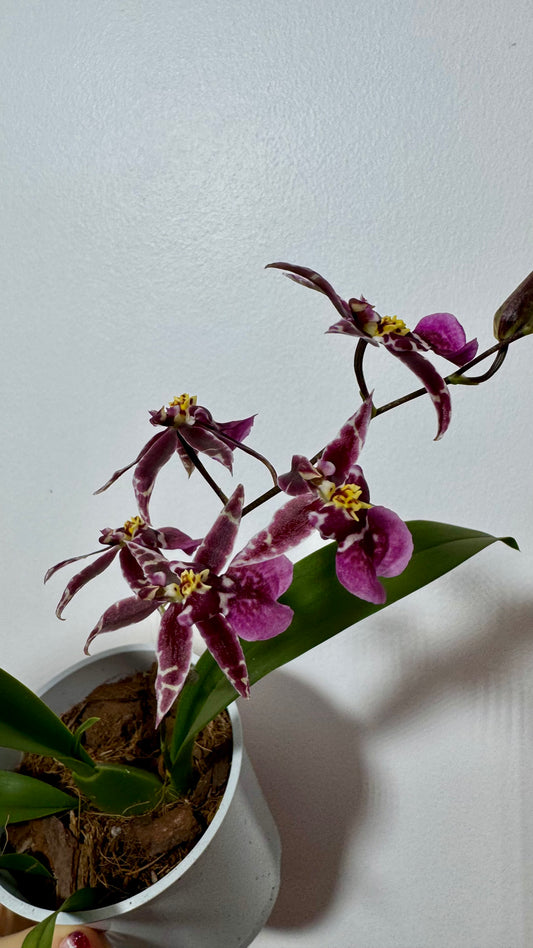 Orhidee Oncidium LÕHN