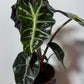 Alocasia Polly