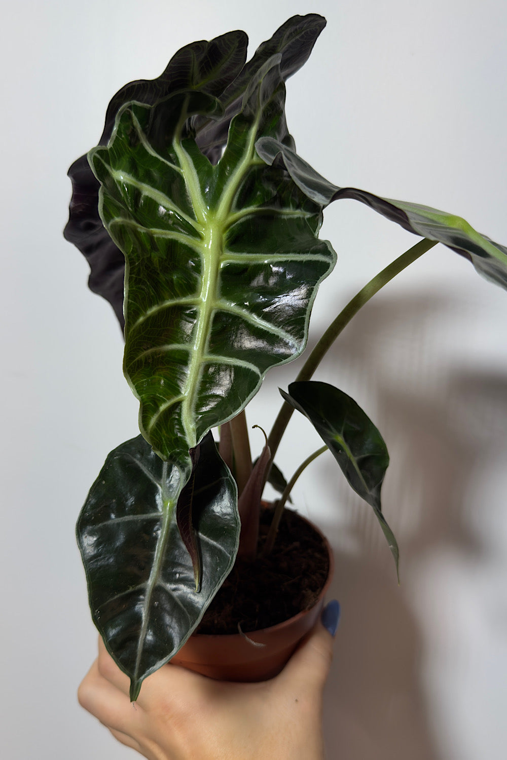 Alocasia Polly