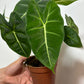 Alocasia Frydek