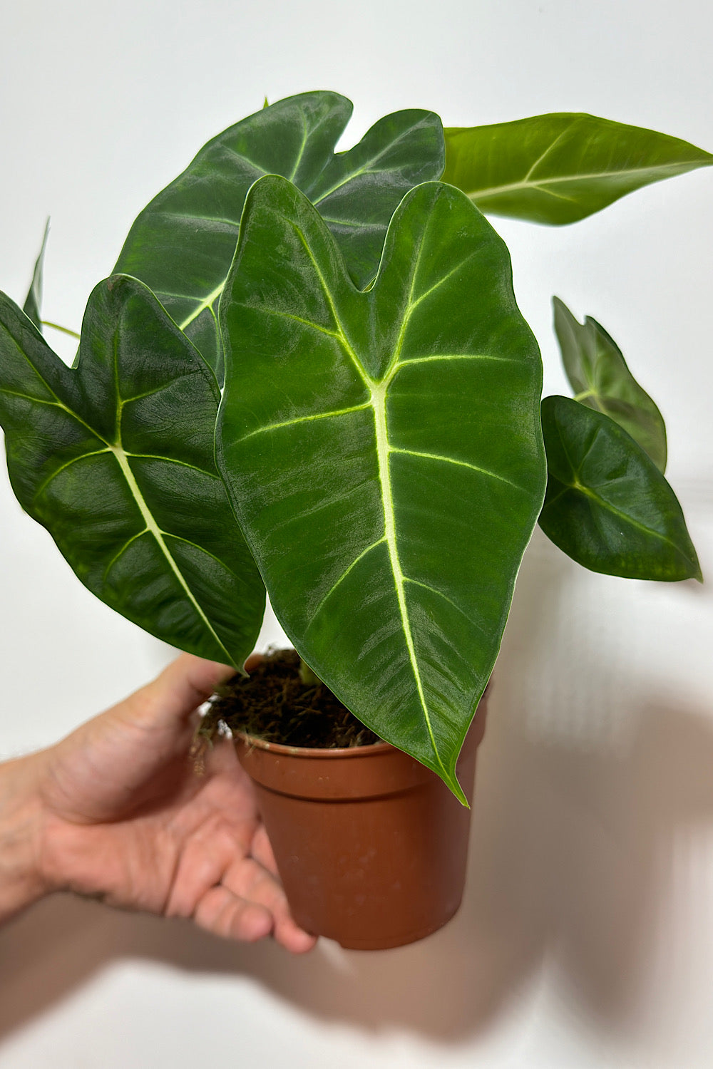 Alocasia Frydek