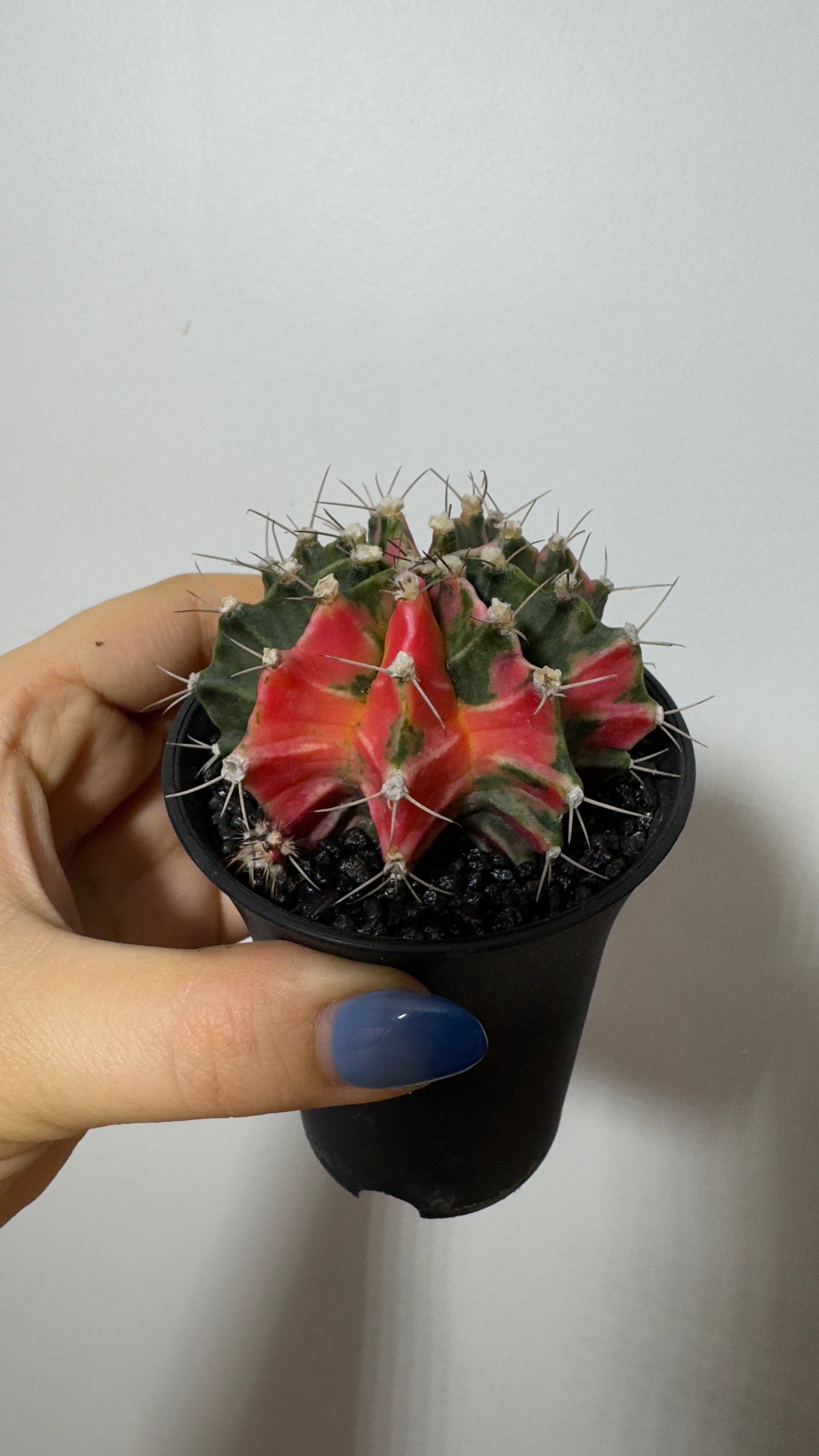 Gymnocalycium mihanovichii variegata